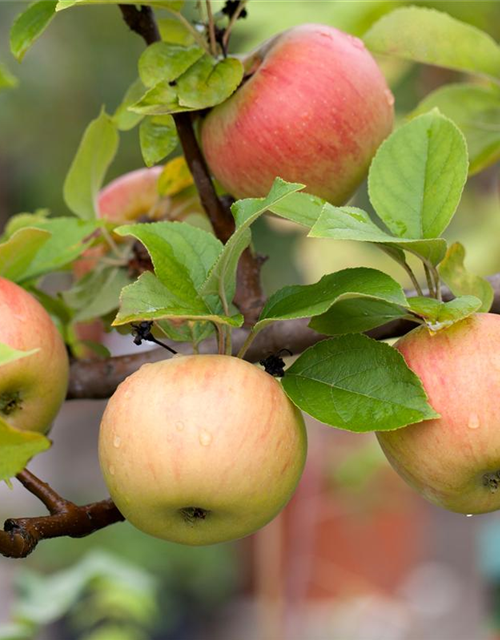 Malus domestica Goldparmäne