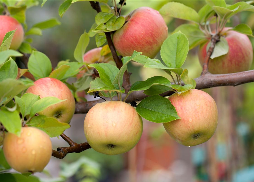 Malus domestica Goldparmäne