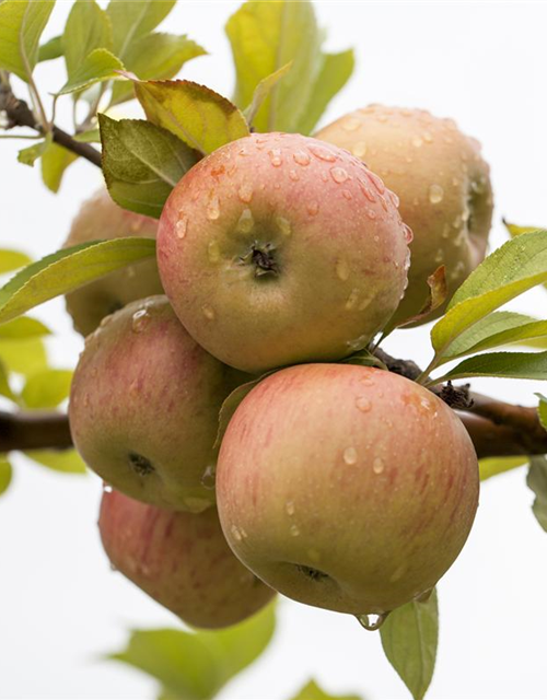 Malus domestica Goldparmäne