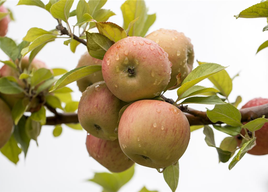 Malus domestica Goldparmäne