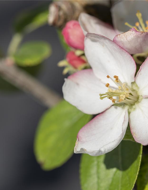 Malus domestica Goldparmäne