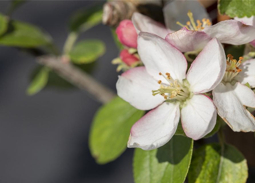 Malus domestica Goldparmäne