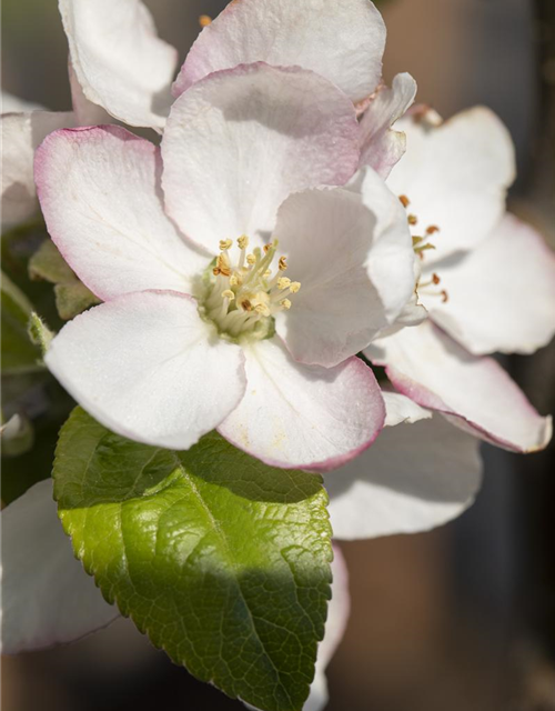 Malus domestica Goldparmäne