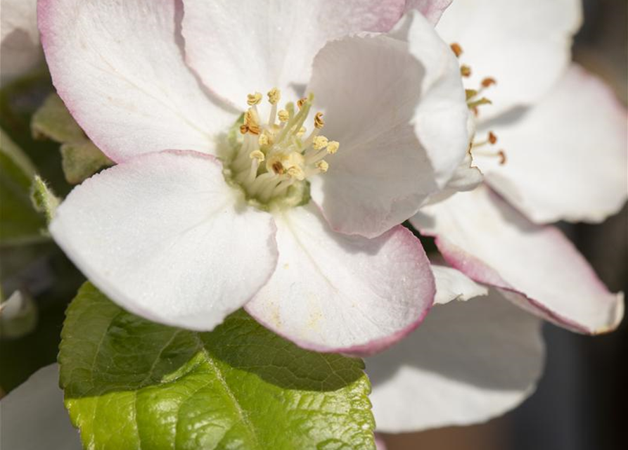 Malus domestica Goldparmäne