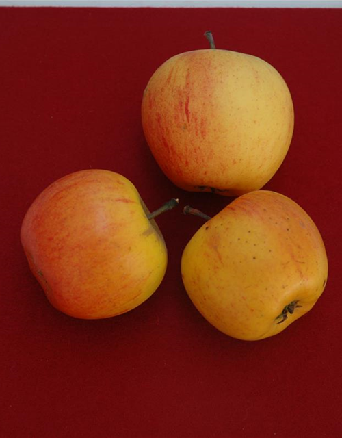 Malus domestica Goldparmäne