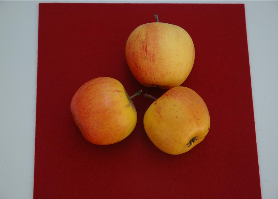 Malus domestica Goldparmäne