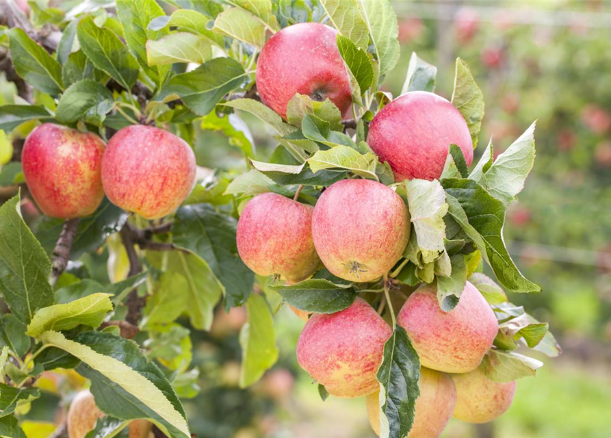 Malus domestica Gravensteiner