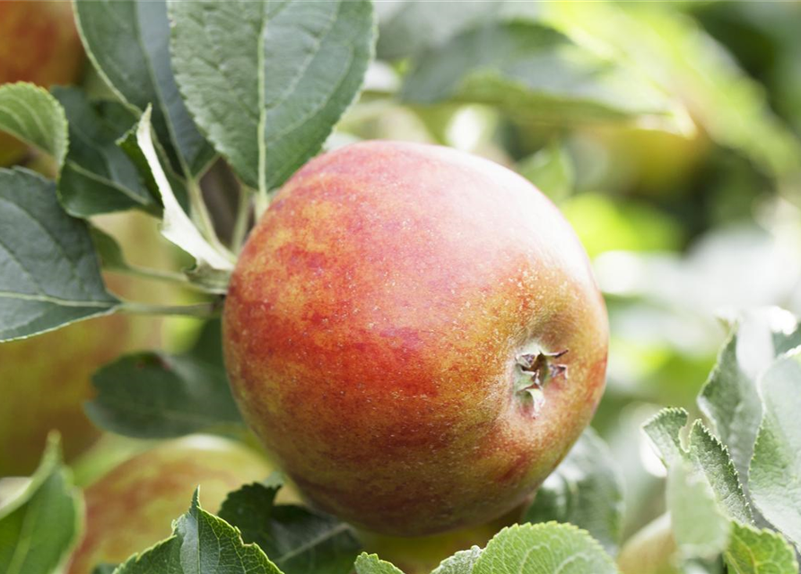 Malus domestica Holsteiner Cox