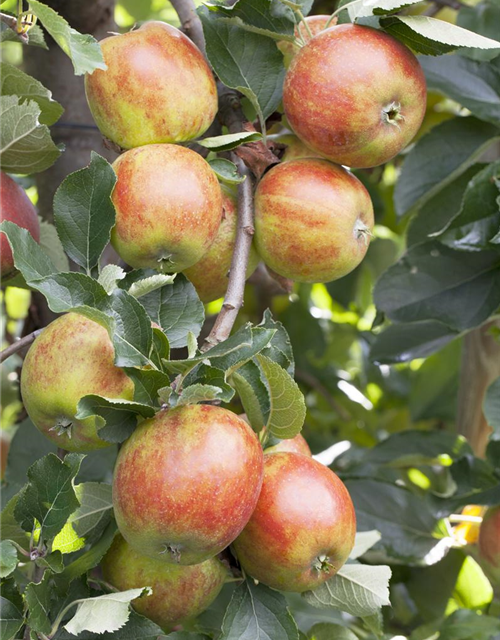 Malus domestica Holsteiner Cox