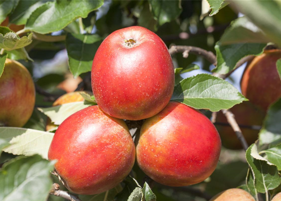 Malus domestica Holsteiner Cox