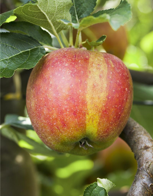 Malus domestica Holsteiner Cox