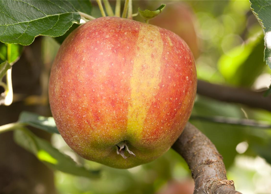 Malus domestica Holsteiner Cox