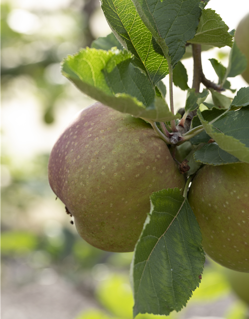 Malus domestica Roter Boskoop