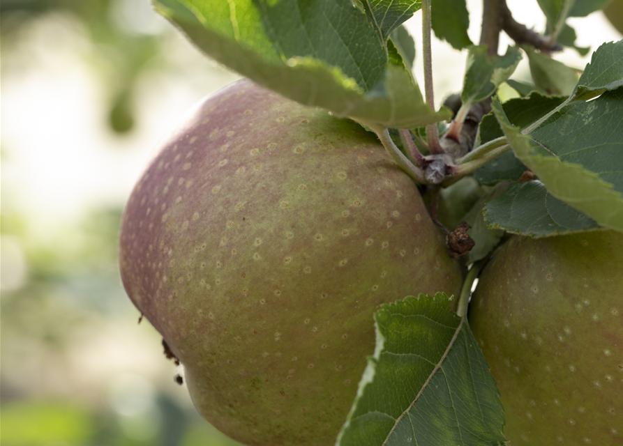 Malus domestica Roter Boskoop