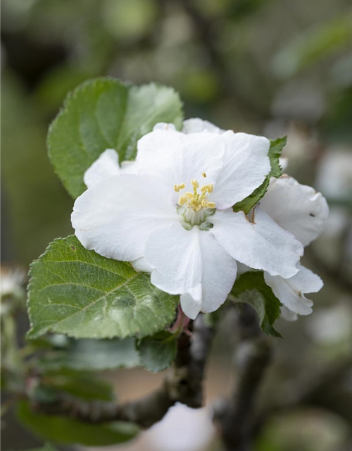 Malus domestica Roter Boskoop