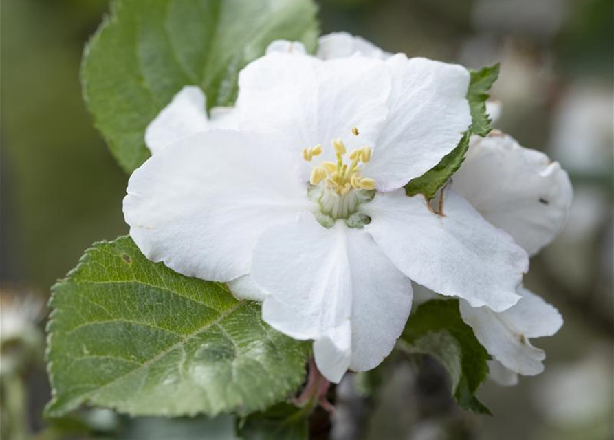 Malus domestica Roter Boskoop