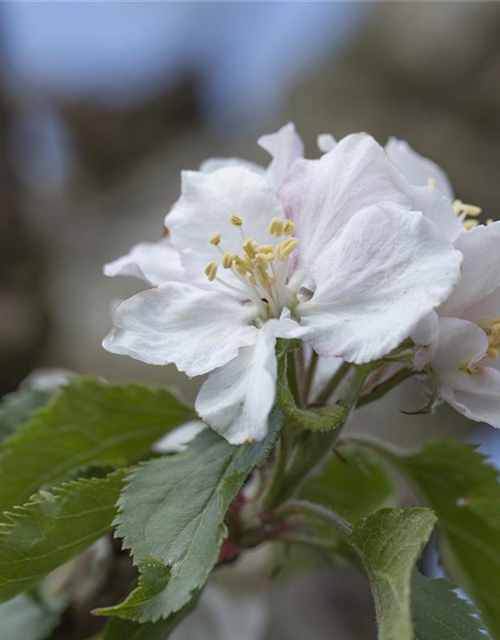 Malus domestica Roter Boskoop