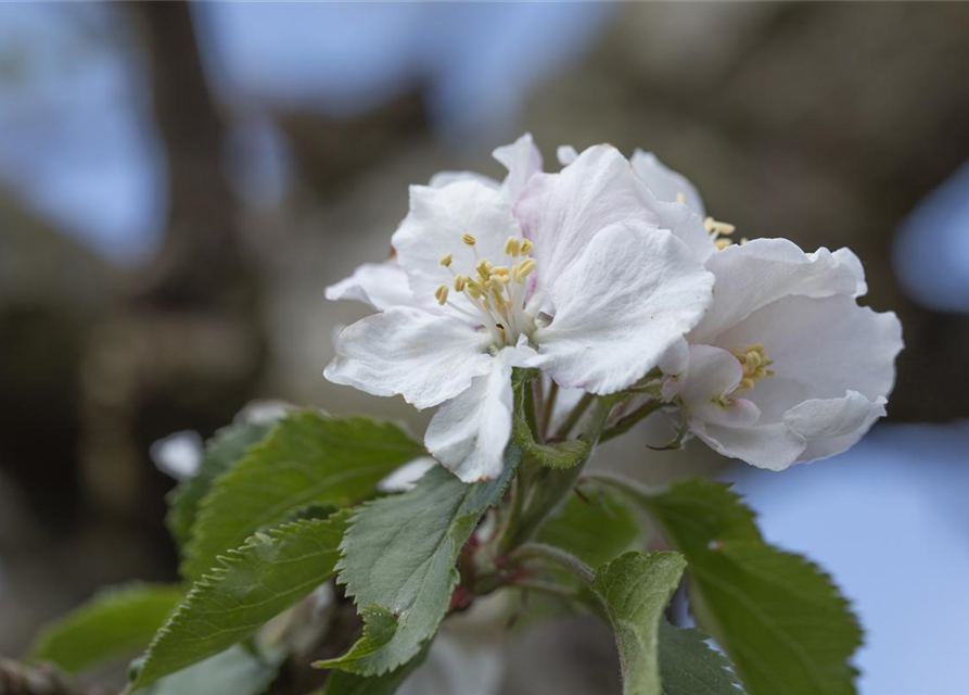 Malus domestica Roter Boskoop