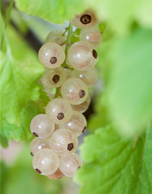 Ribes rubrum Weiße Versailler