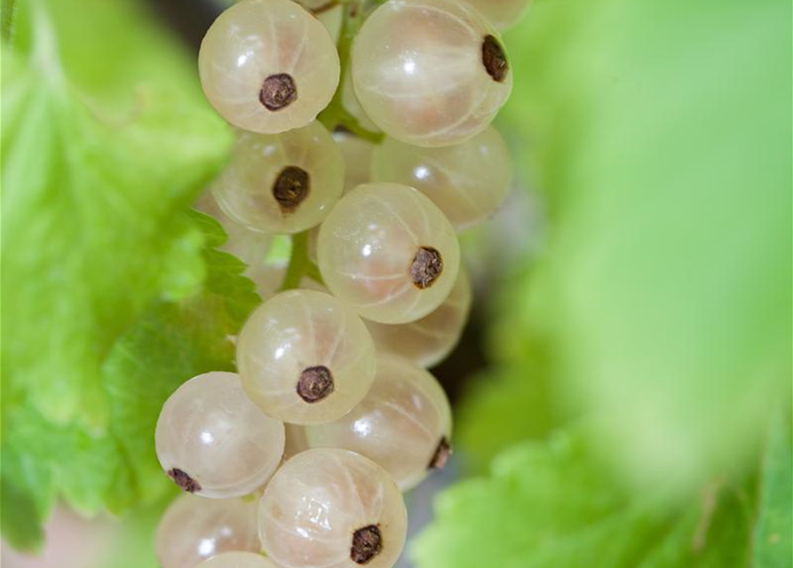 Ribes rubrum Weiße Versailler