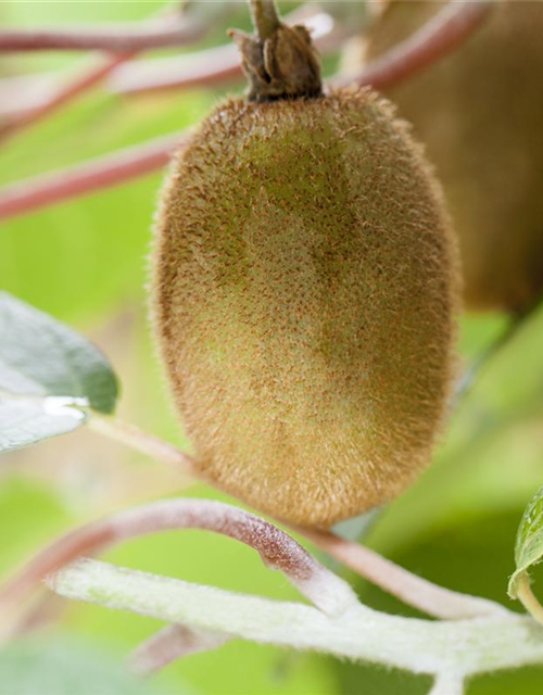 Actinidia deliciosa Hayward