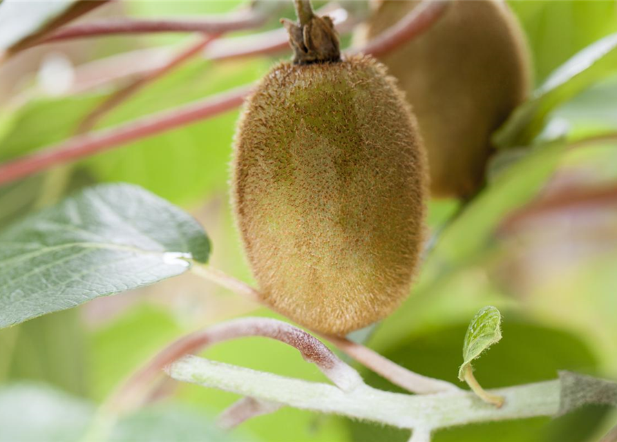 Actinidia deliciosa Hayward