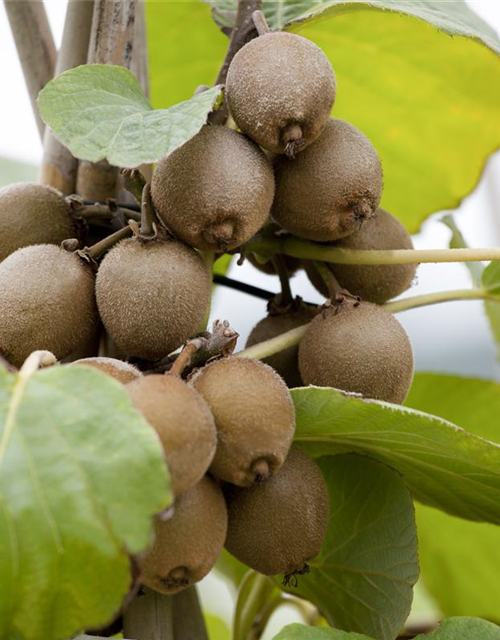 Actinidia deliciosa Jenny