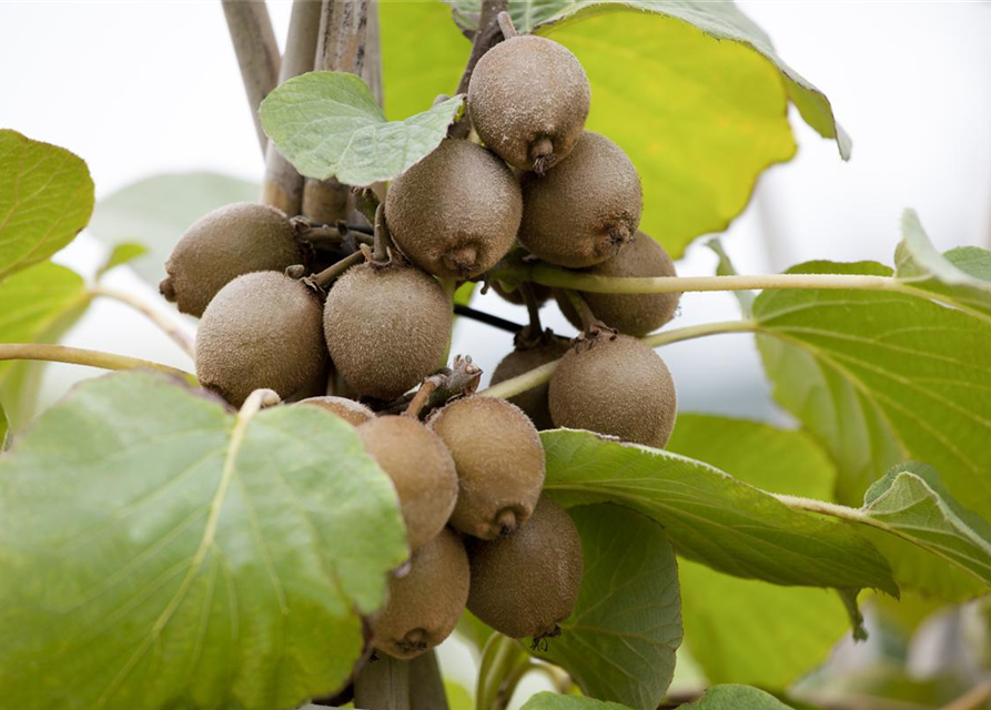 Actinidia deliciosa Jenny