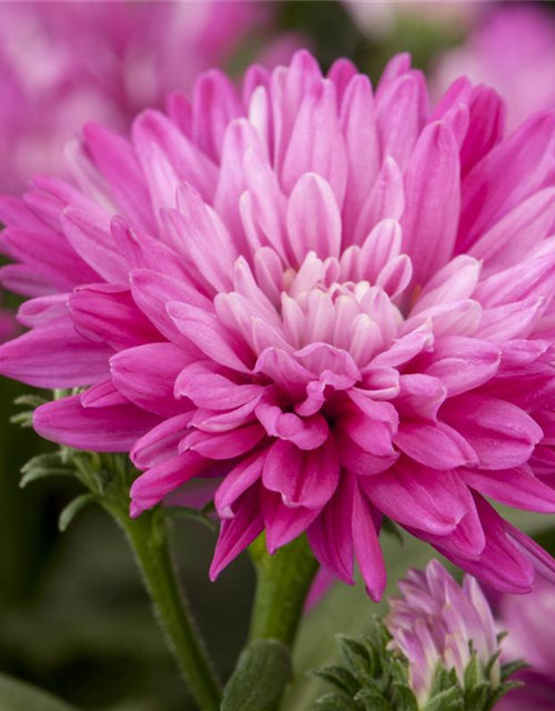 Aster novi-belgii