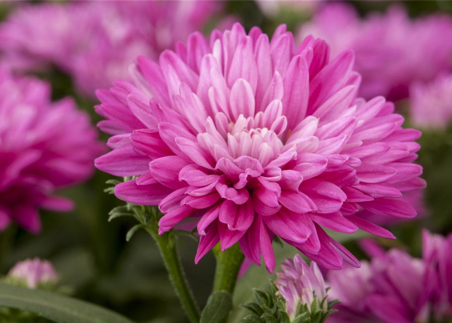 Aster novi-belgii