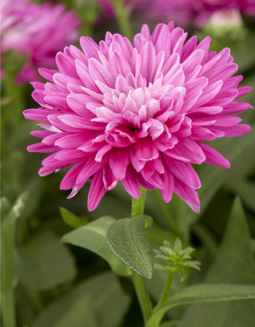 Aster novi-belgii