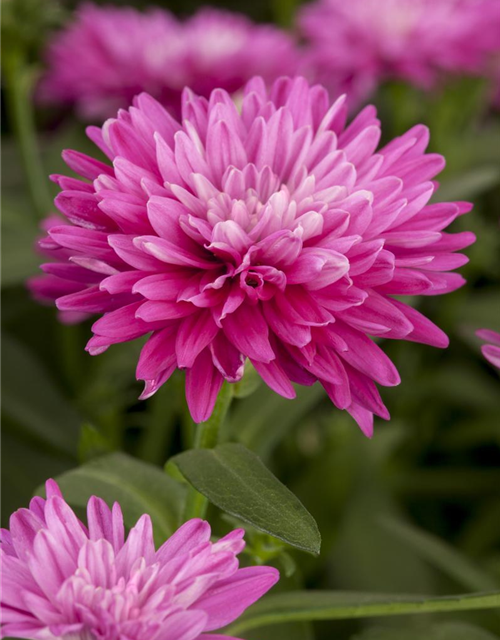 Aster novi-belgii