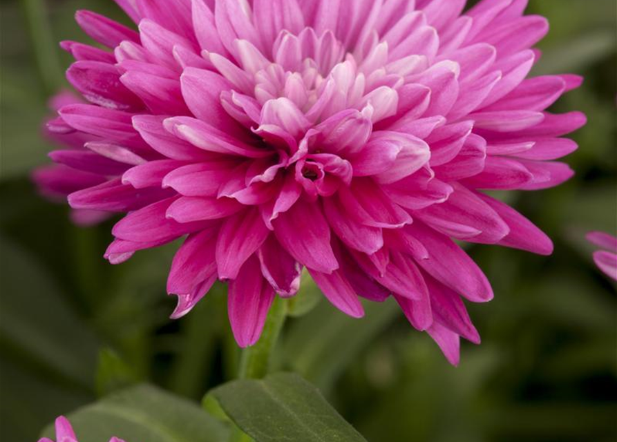 Aster novi-belgii