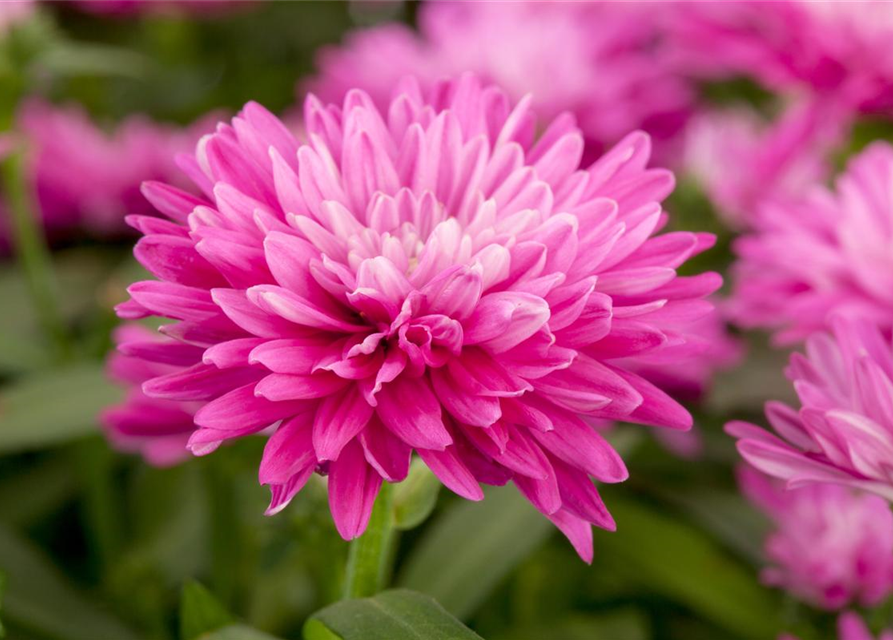 Aster novi-belgii