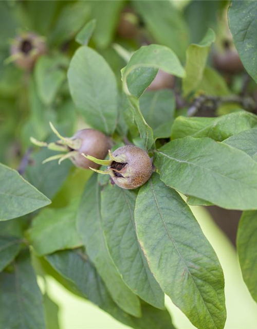 Mespilus germanica