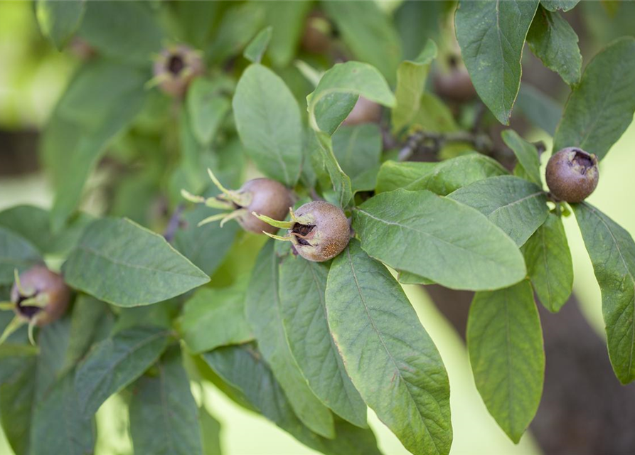 Mespilus germanica