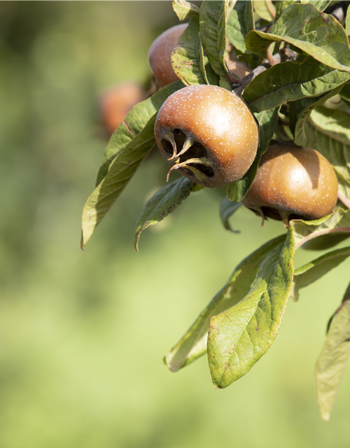 Mespilus germanica