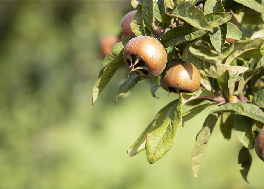 Mespilus germanica