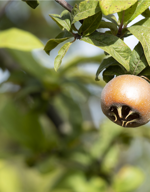 Mespilus germanica