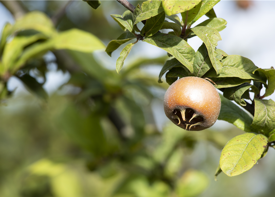 Mespilus germanica