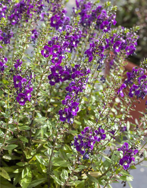 Angelonia angustifolia