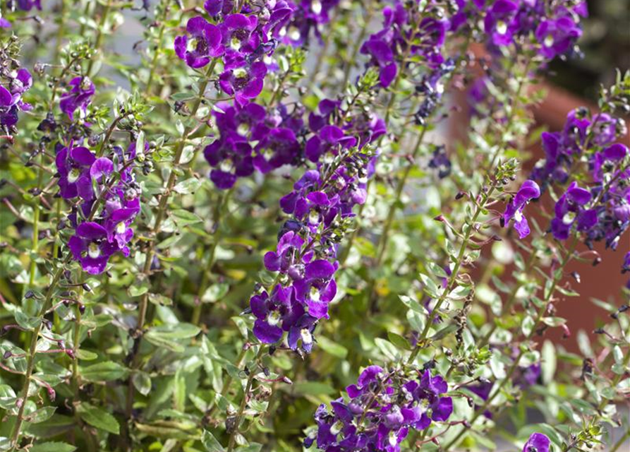 Angelonia angustifolia