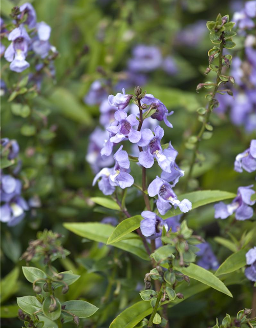 Angelonia angustifolia