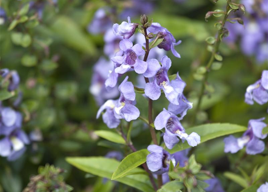 Angelonia angustifolia