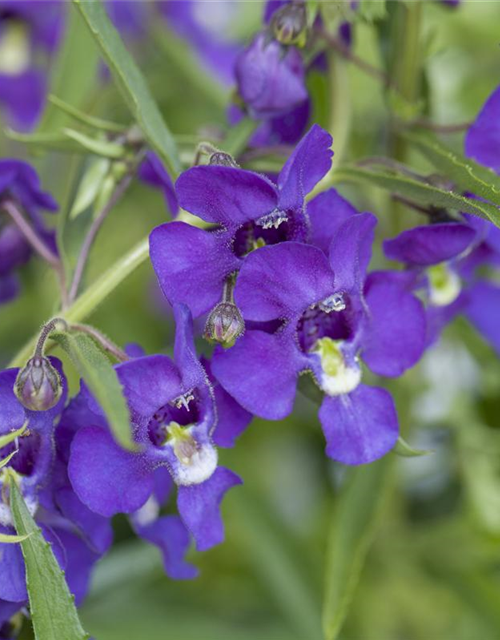 Angelonia angustifolia