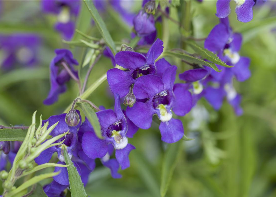 Angelonia angustifolia