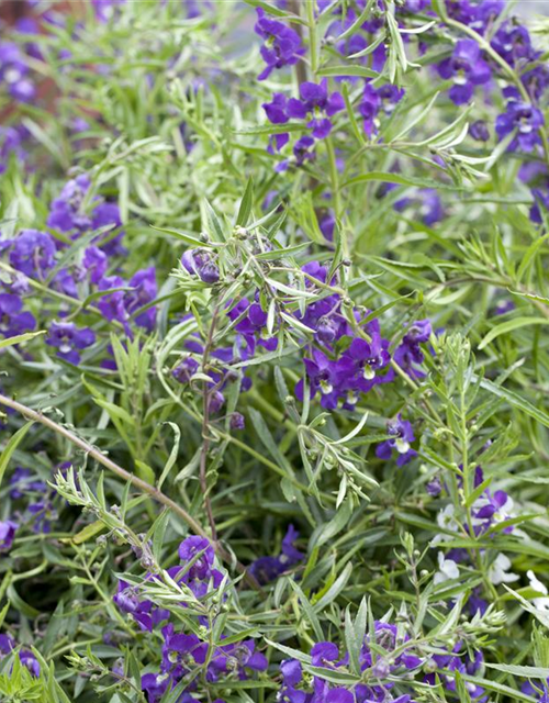 Angelonia angustifolia