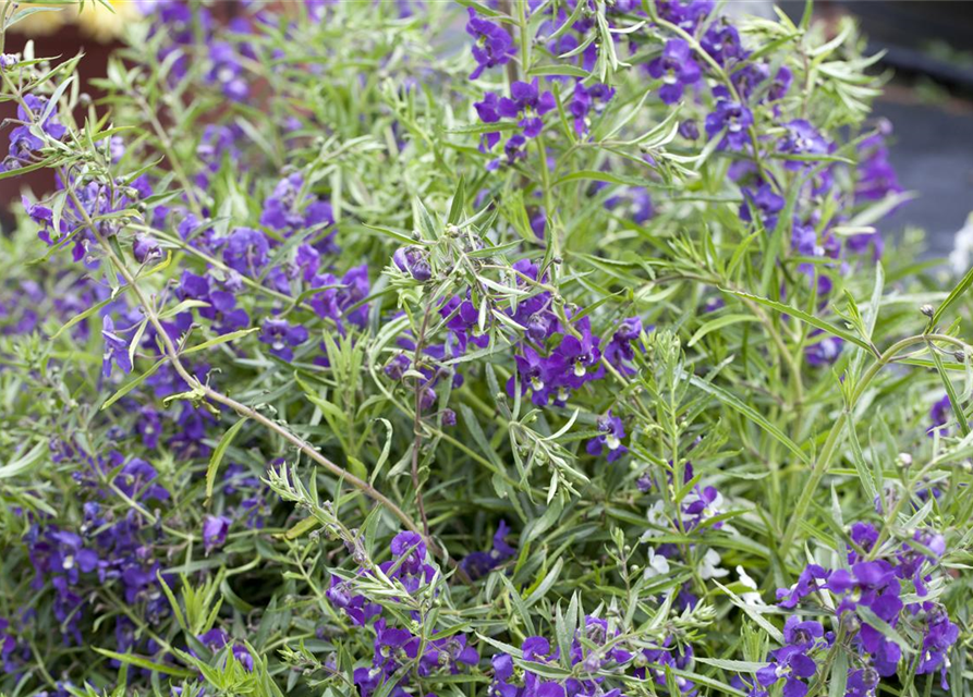 Angelonia angustifolia