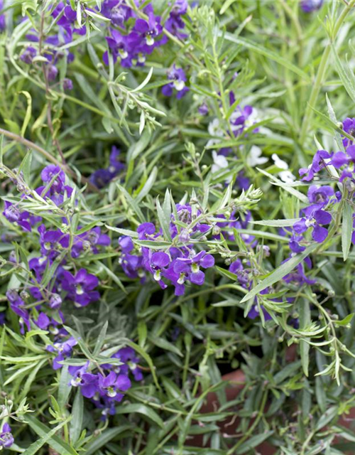 Angelonia angustifolia