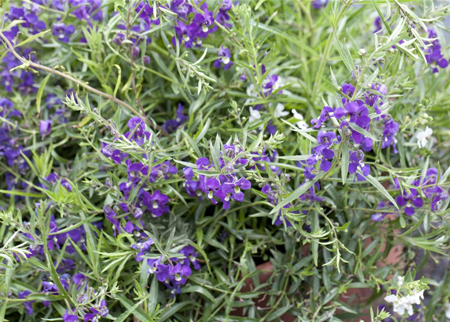 Angelonia angustifolia